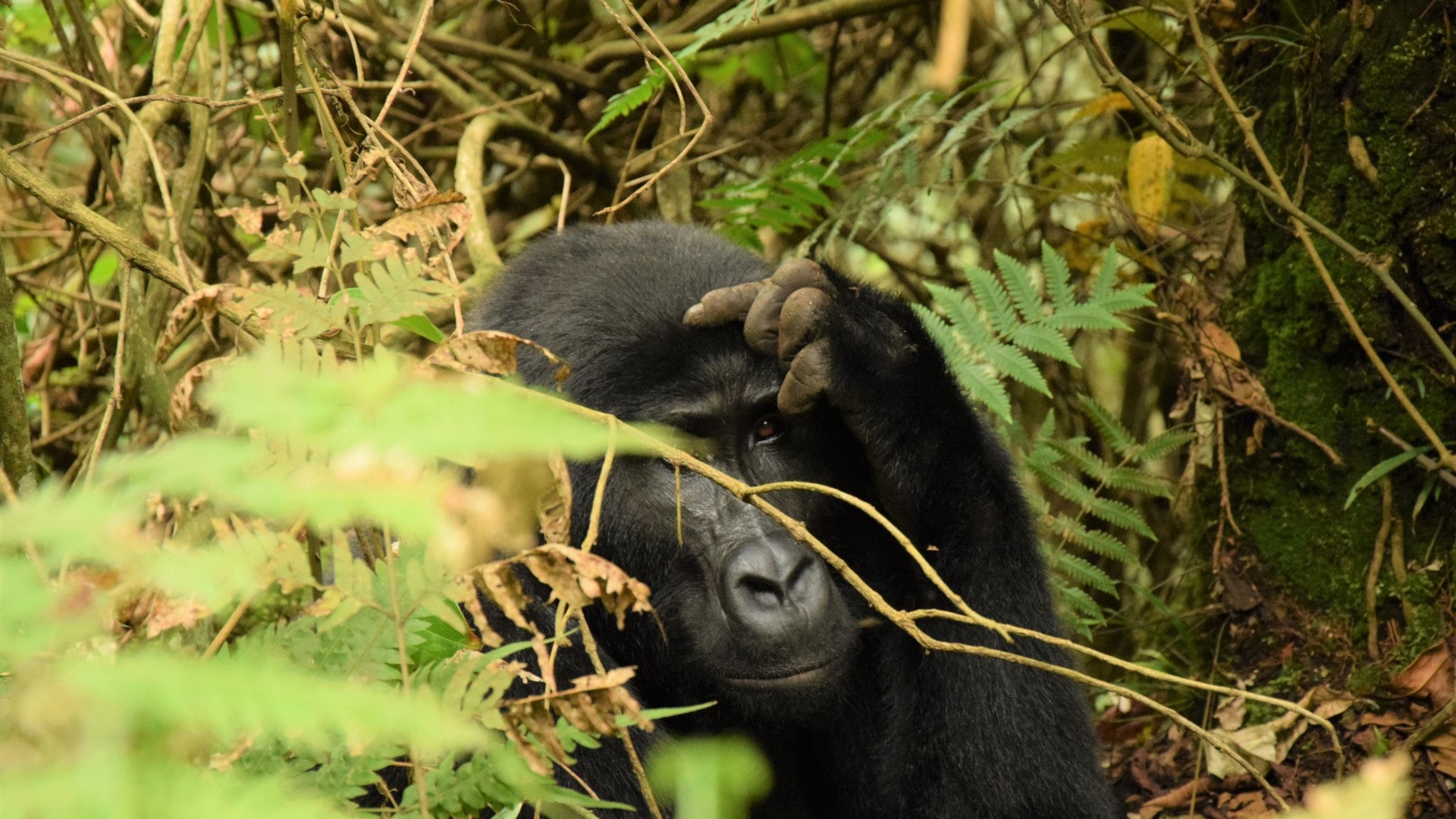Gorilla im Bwindi Regenwald